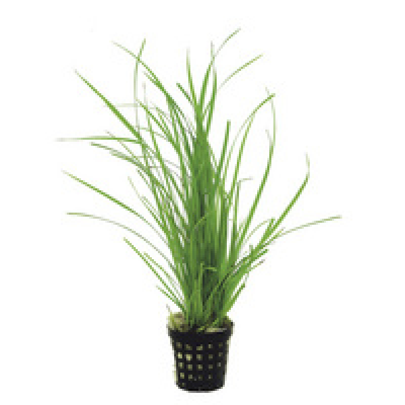 6x Cyperus Helferii